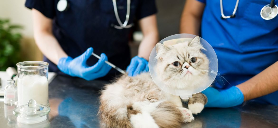 calendario vacunación mascota