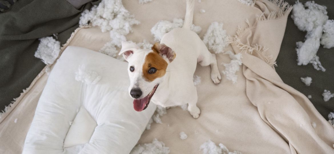 perro-alto-angulo-haciendo-desastre