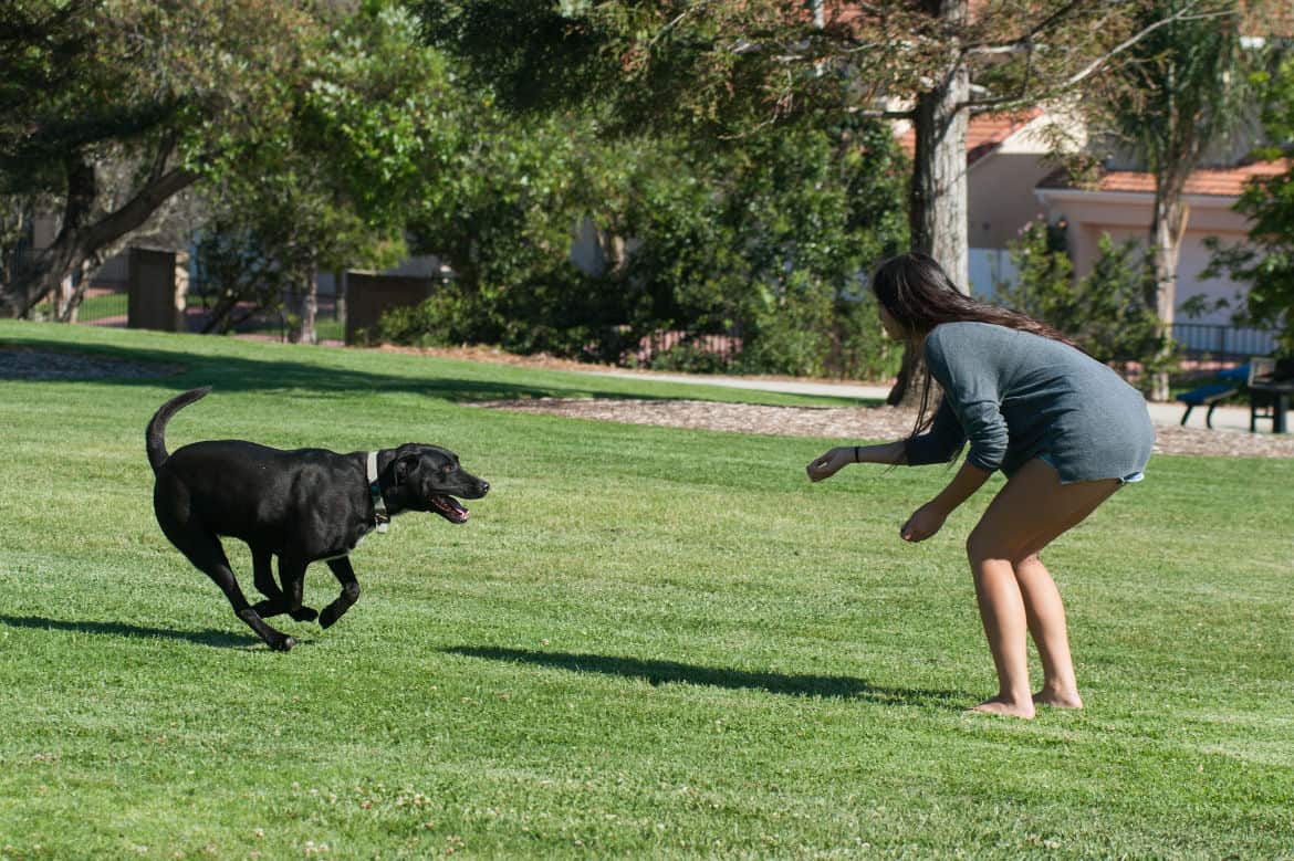 Woman calling labrador to her with a treat in a field