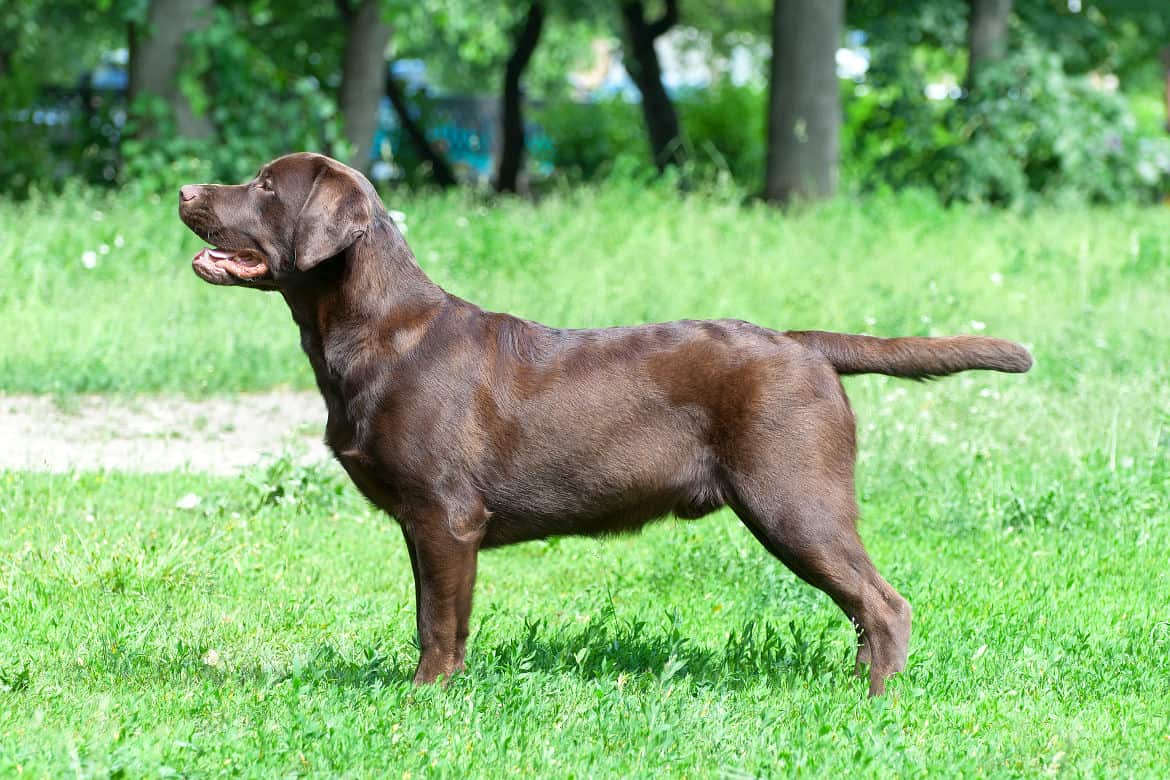 Perfect side view of a chocolate lab on grass