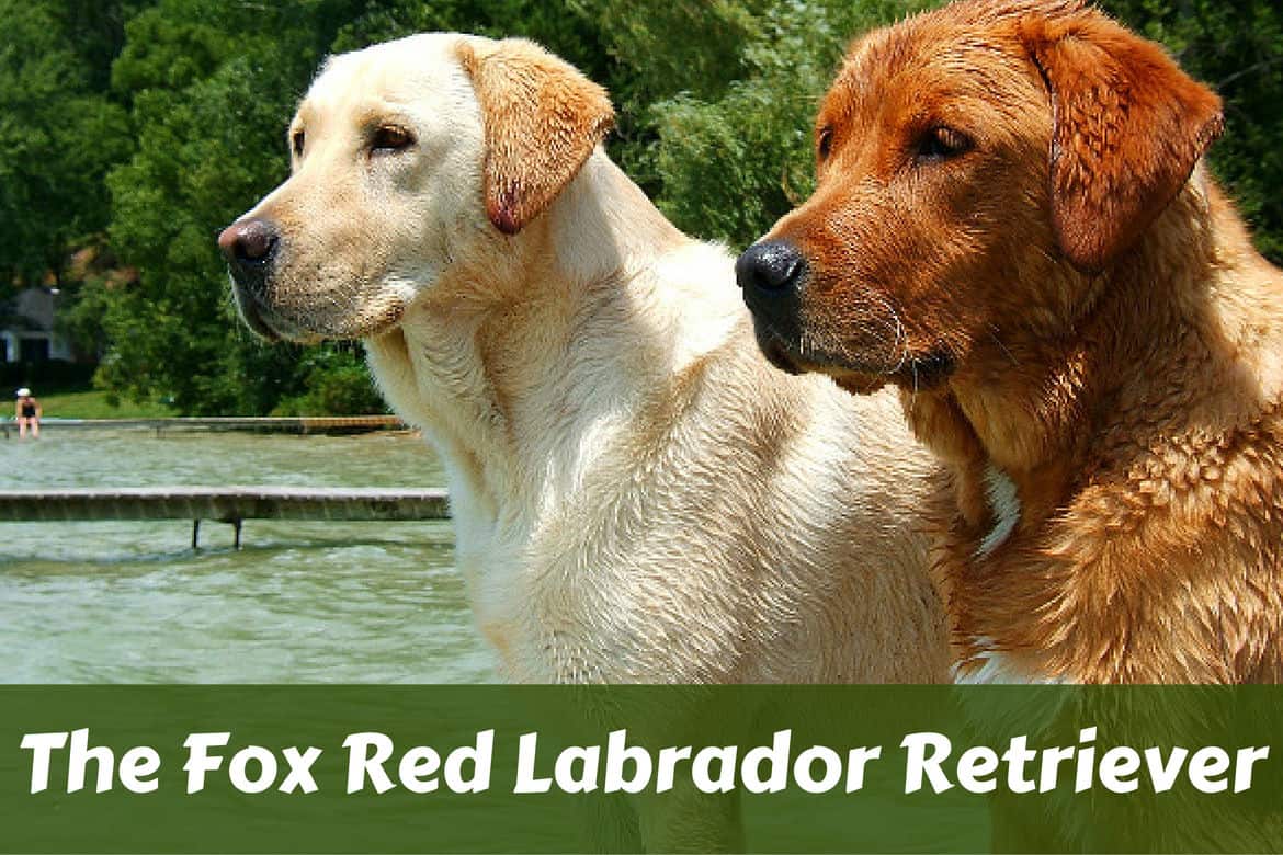 Fox Red Labrador Retriever Stood next to a more traditional Yellow, showing their difference in color