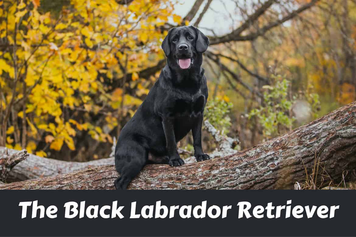 Black Labrador Retriever sitting on the bough of a large tree looking at camera