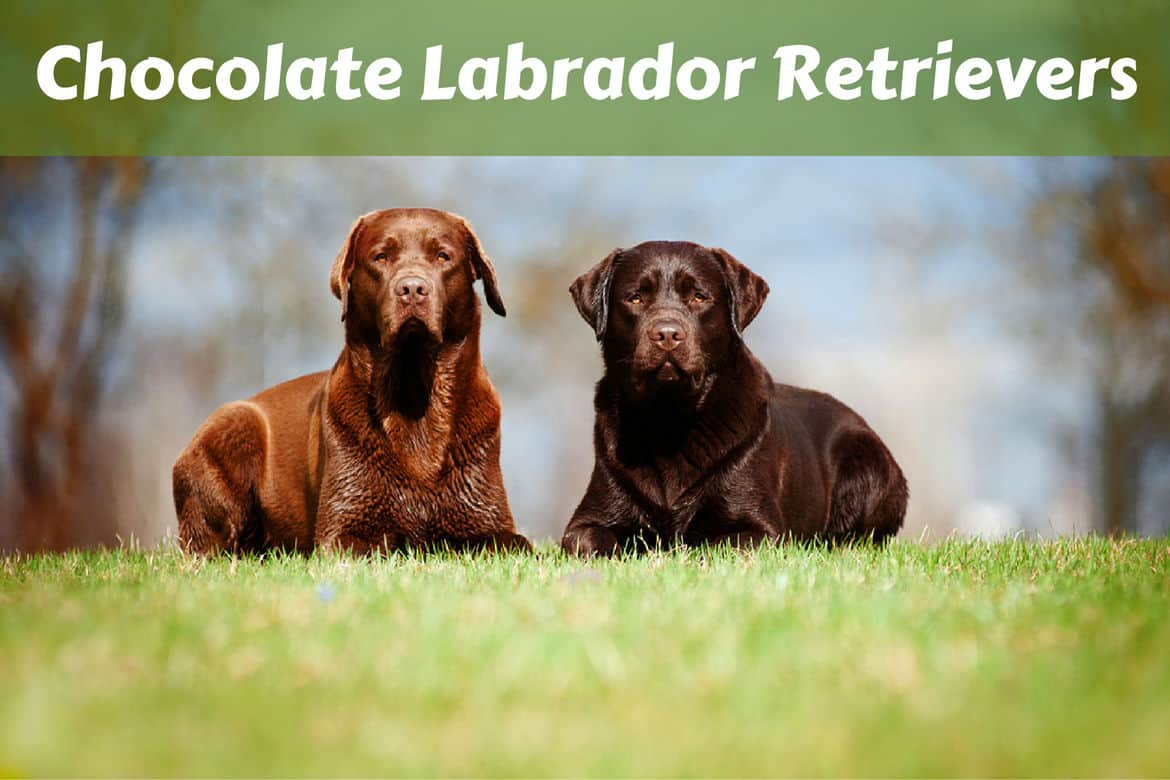 2 different shade chocolate labrador retrievers lying on grass