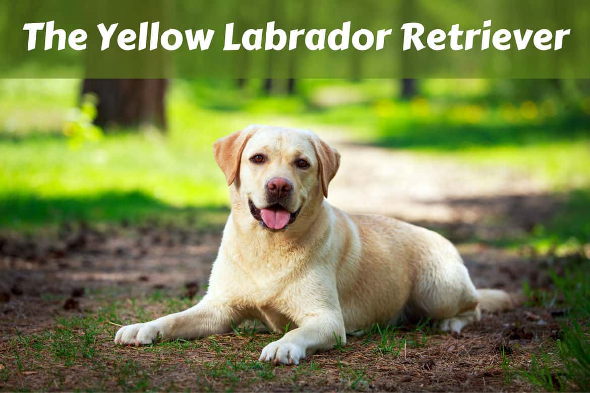 A yellow labrador retriever lying down in the woods