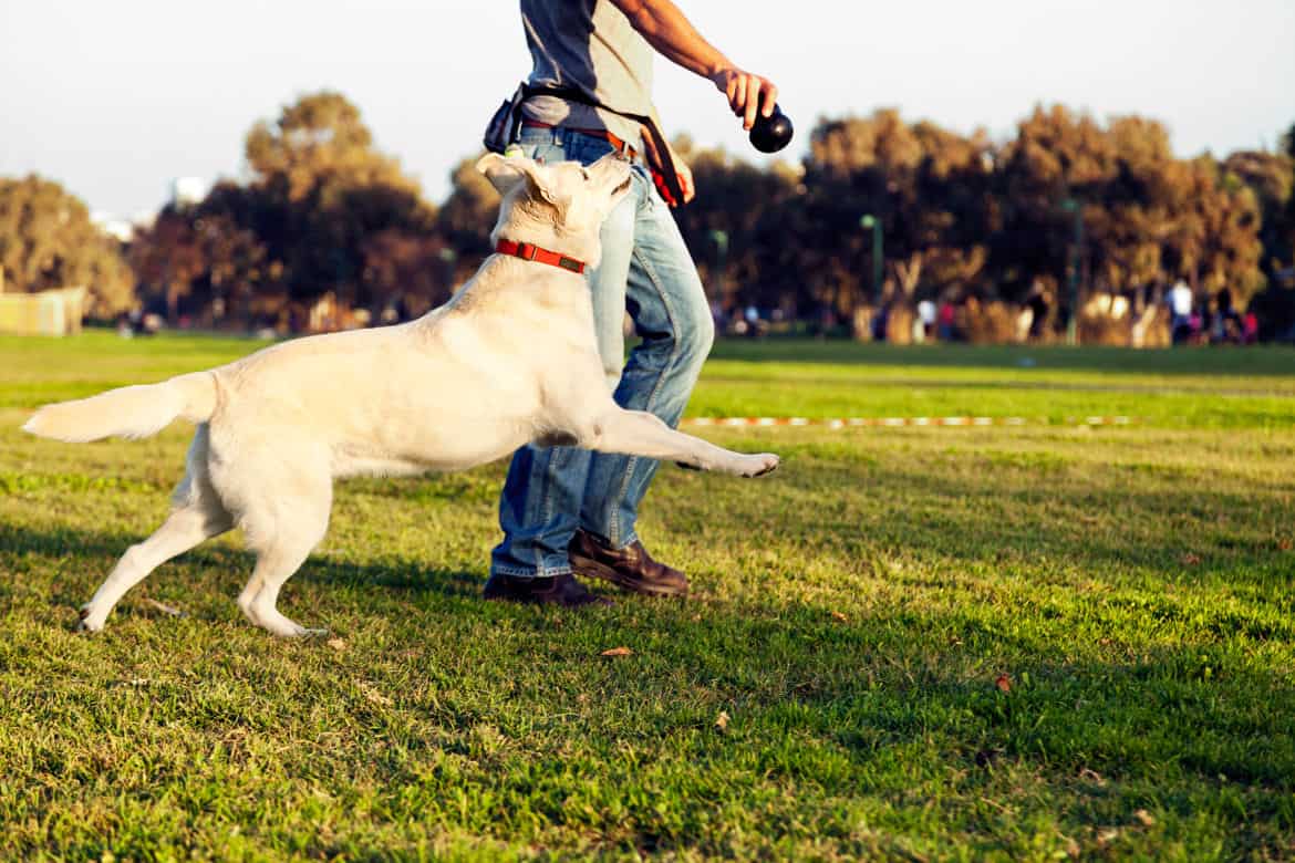 A Labrador exercising with his trainer