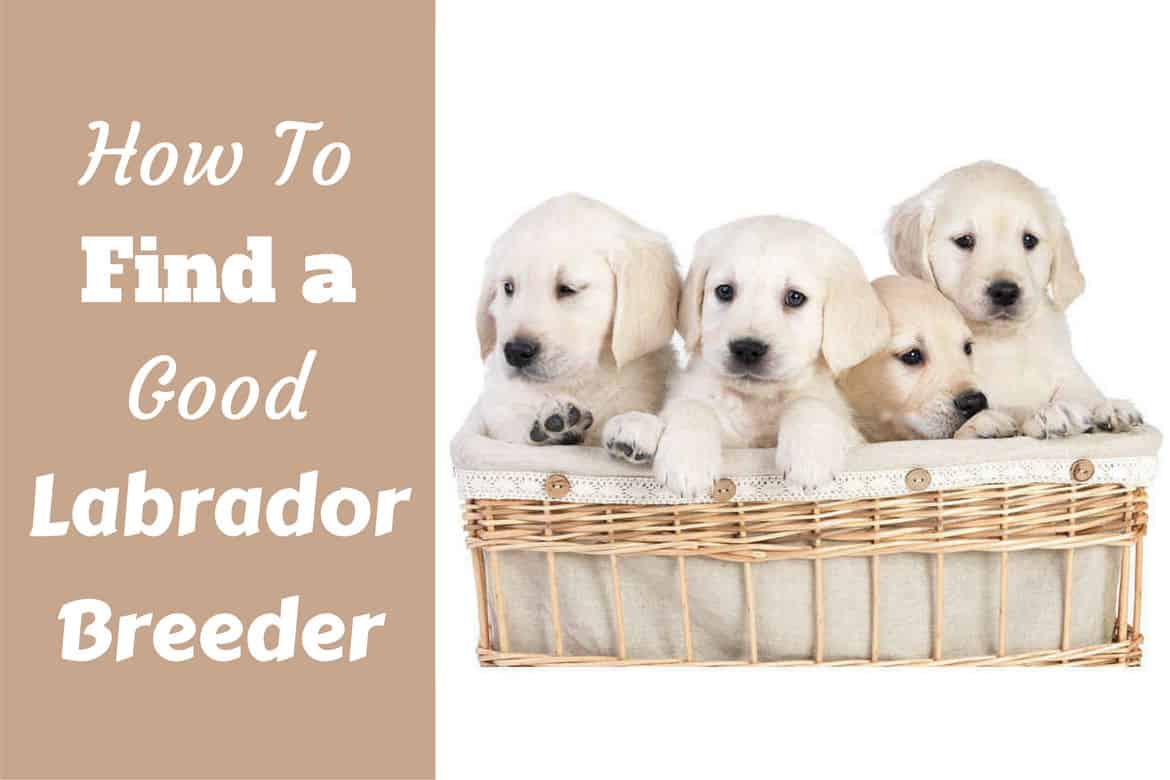 How to find a good labrador breeder written beside a basket full of lab puppies