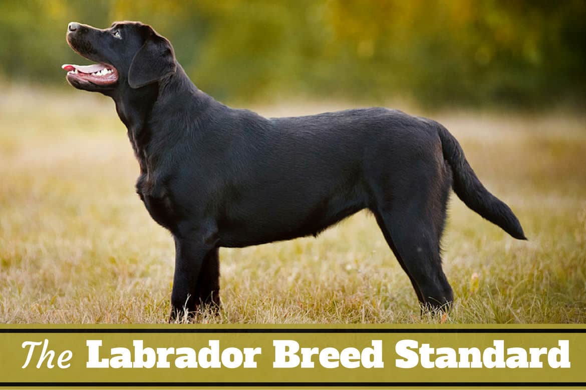 Labrador breed standard written below side view of a perfect black lab