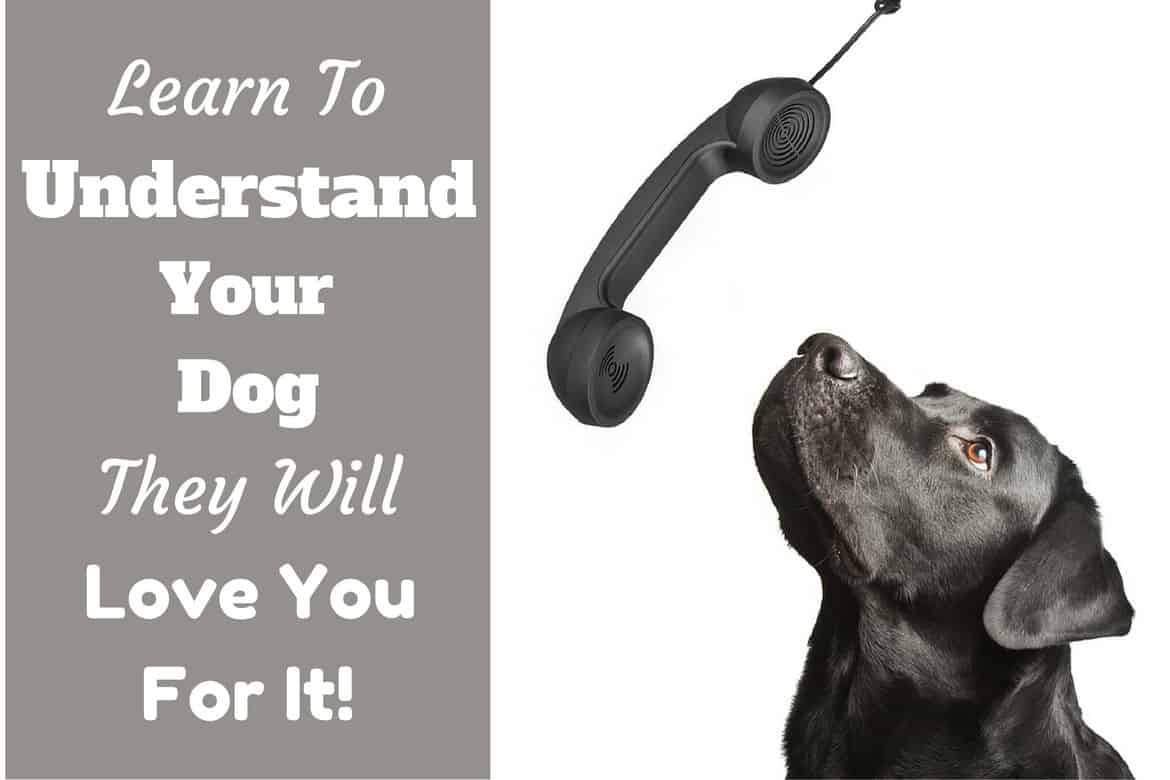 Understanding your dog: A black lab looking up to speak into a telephone