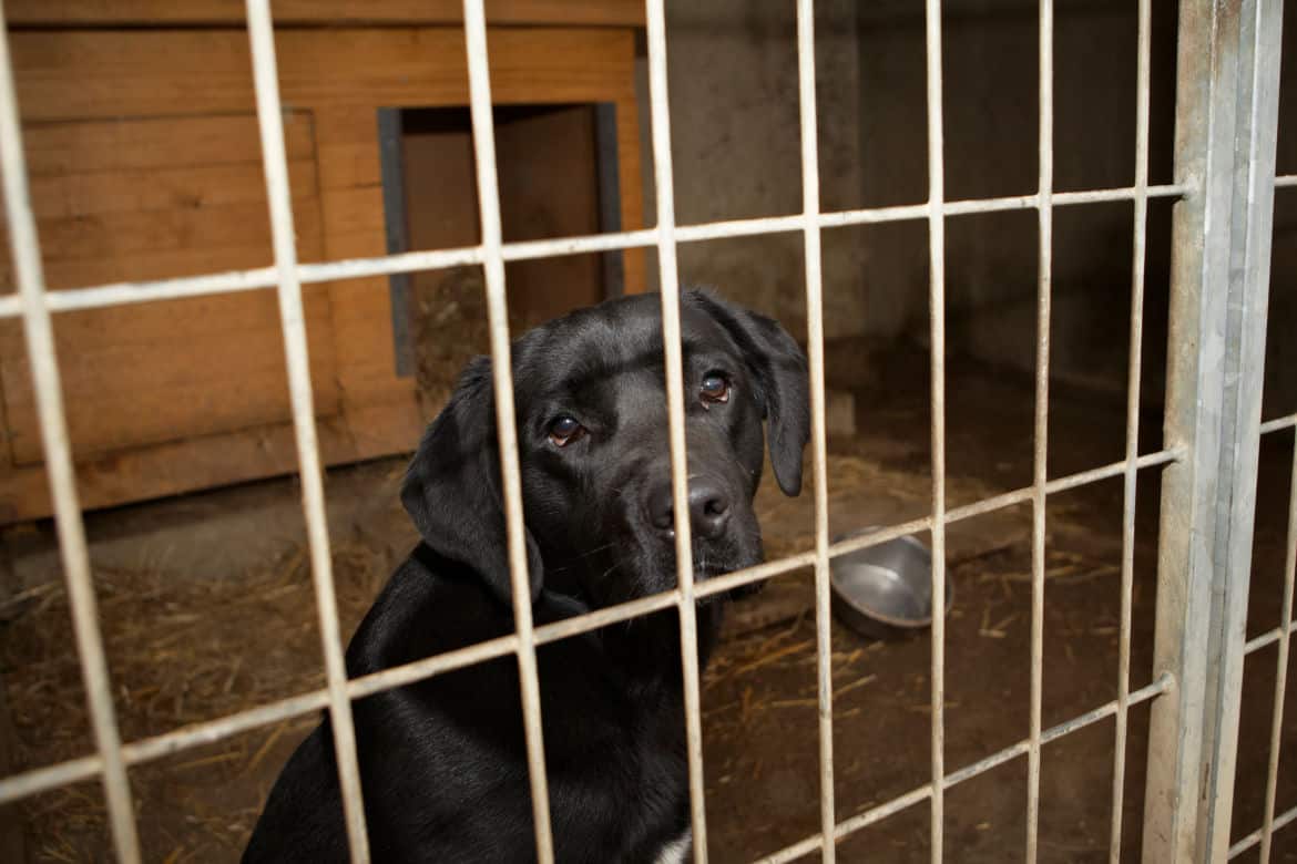 A sad looking Labrador in a crate