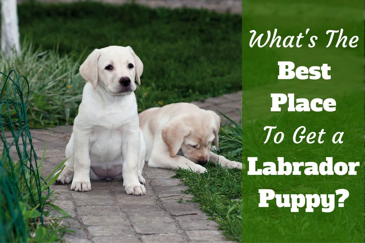 Where to get a labrador: Two puppies relaxing on a path