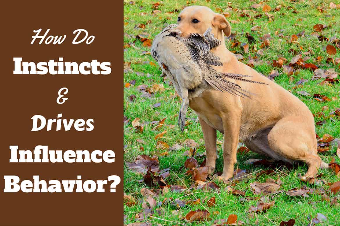 Dog instincts and drives: A Labrador hunting with pheasant in mouth