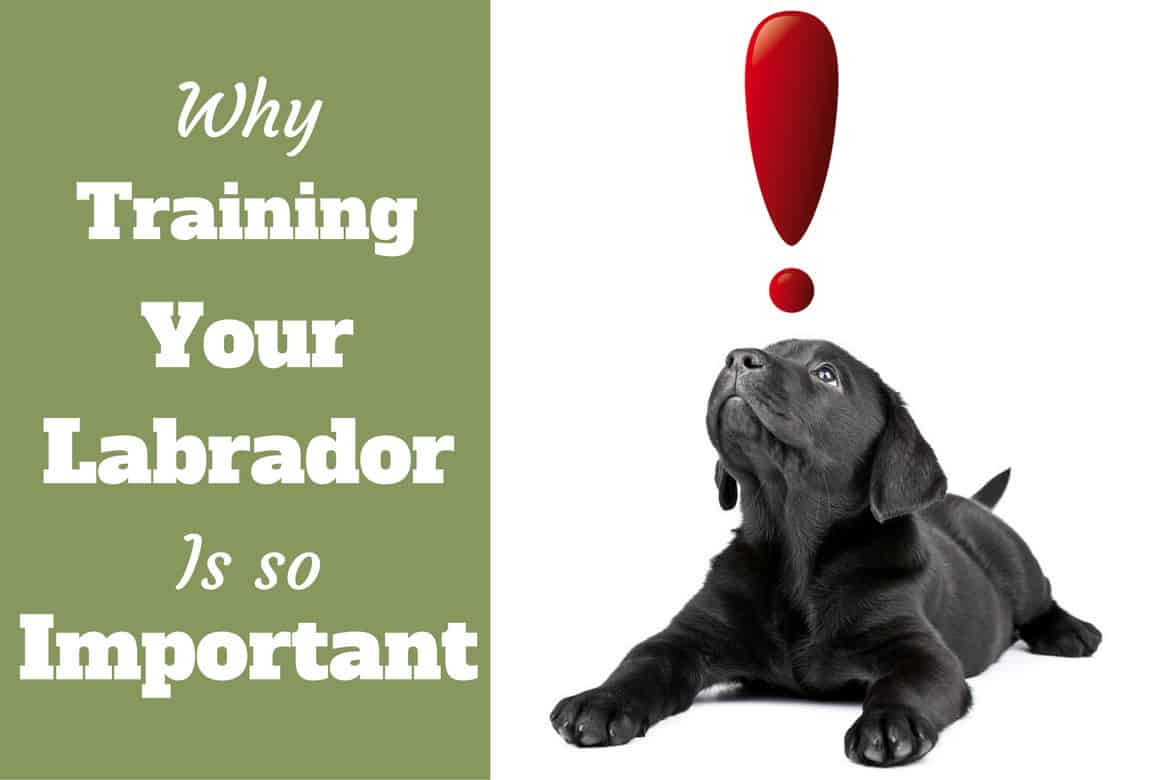 Importance of labrador training: Black lab puppy looks up at a red exclamation mark