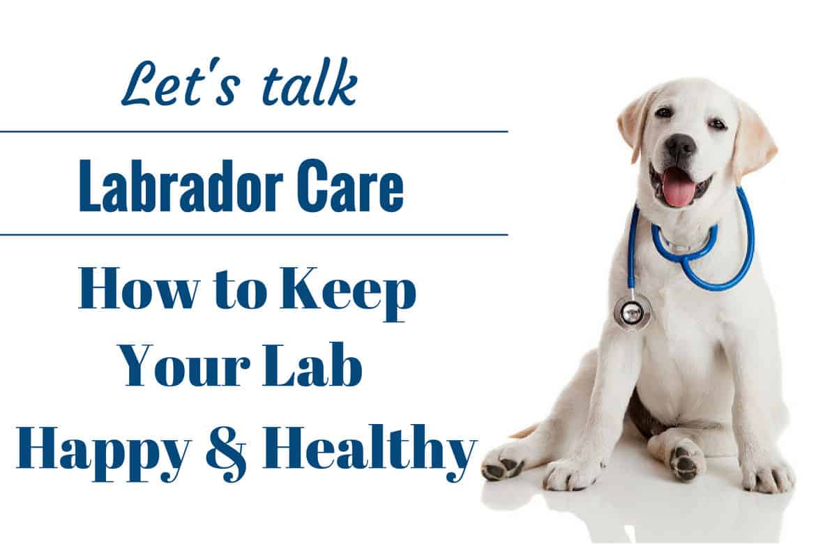 Caring for a Labrador Retriever: A Lab puppy as a vet