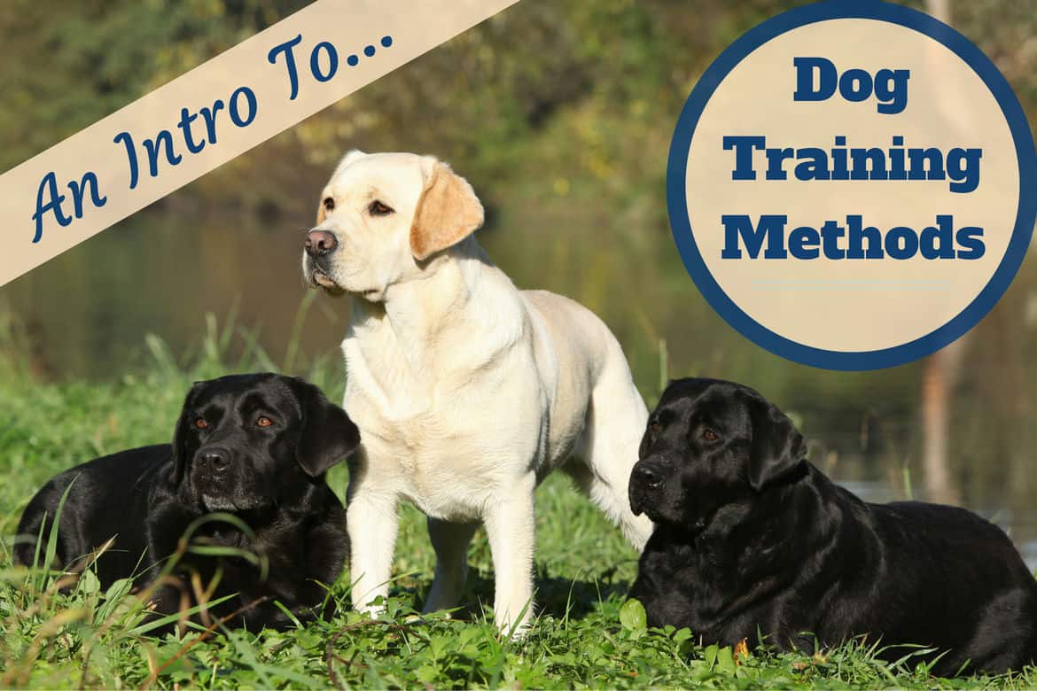 Dog training methods: A yellow lab and 2 blacks in grass by water