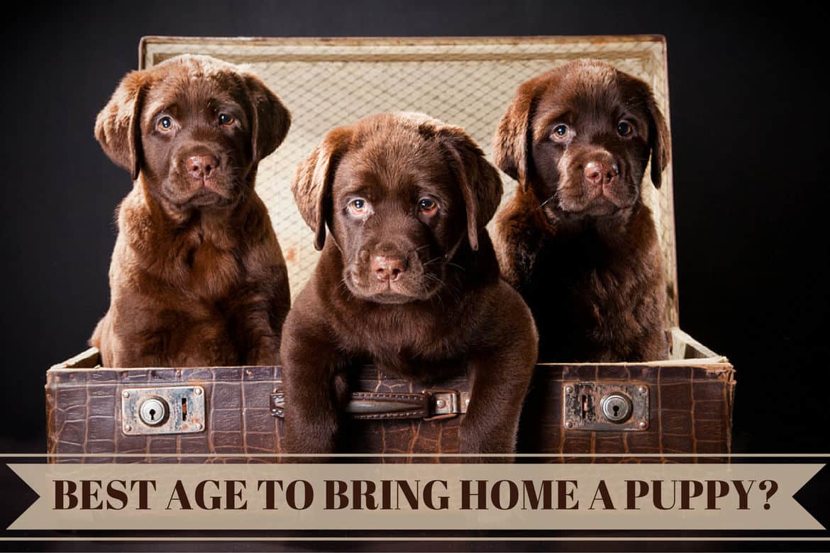 Best age to bring a Labrador puppy home: 3 chocolate Labrador pups in a trunk