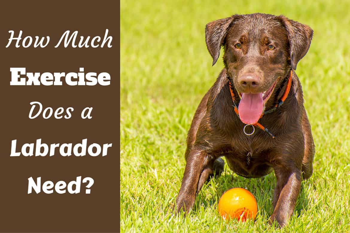 How much exercise does a Labrador need: Choc lab waiting to play fetch