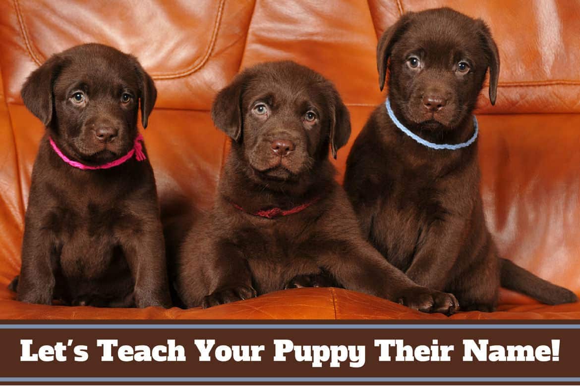 How to teach a puppy its name: 3 chocolate labs on a sofa