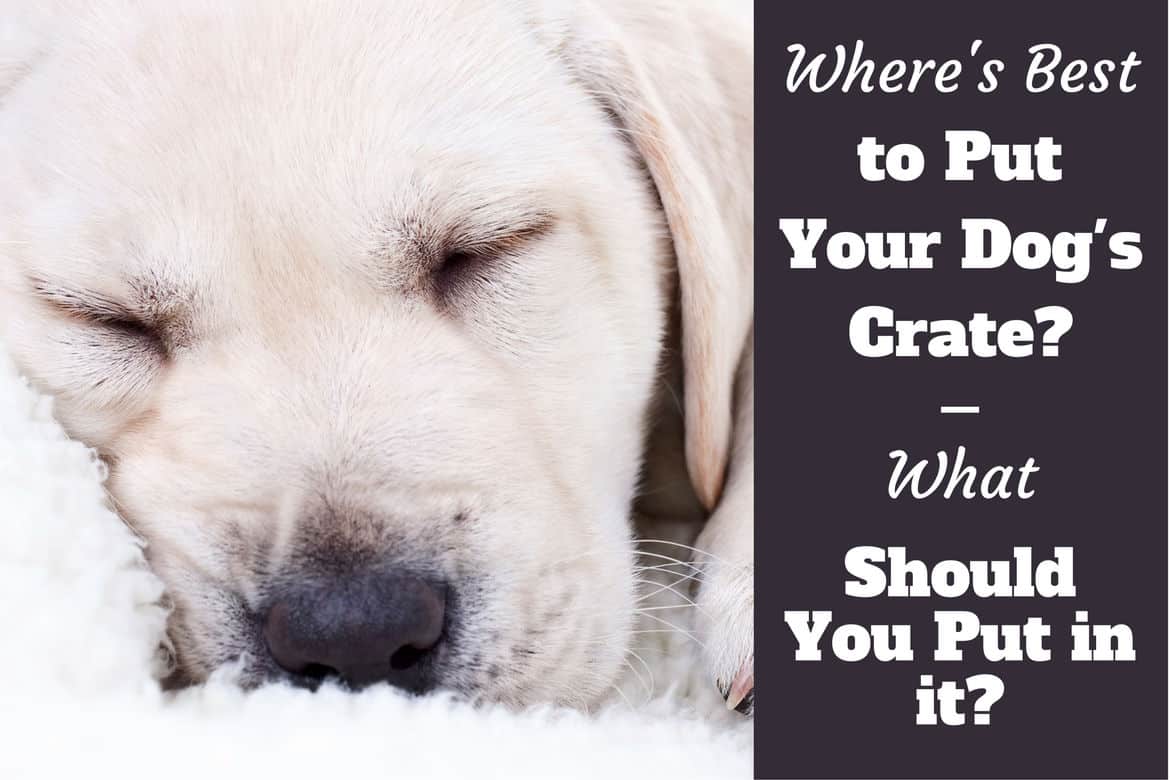 what to put in a dog crate - a puppy relaxing on a soft blanket