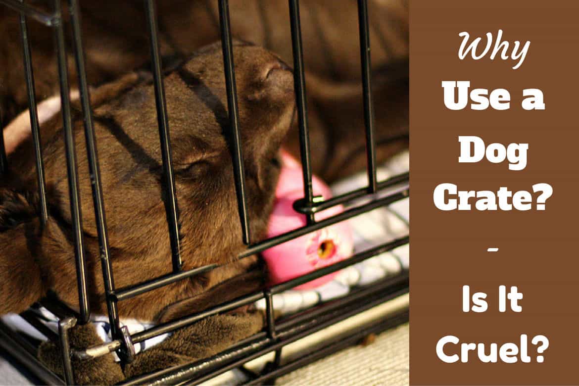 Why use a dog crate - Puppy sleeping in a crate