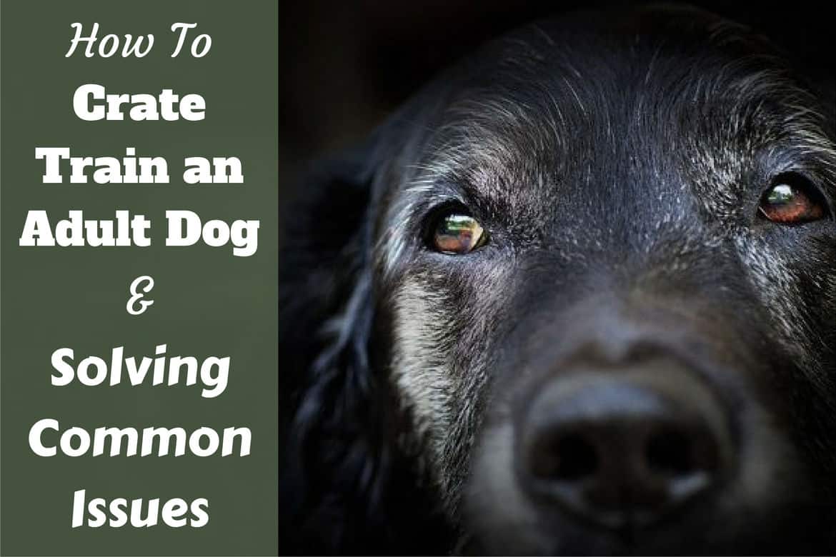 How to crate train an older dog - a portrait photo of a wise grey muzzled labrador