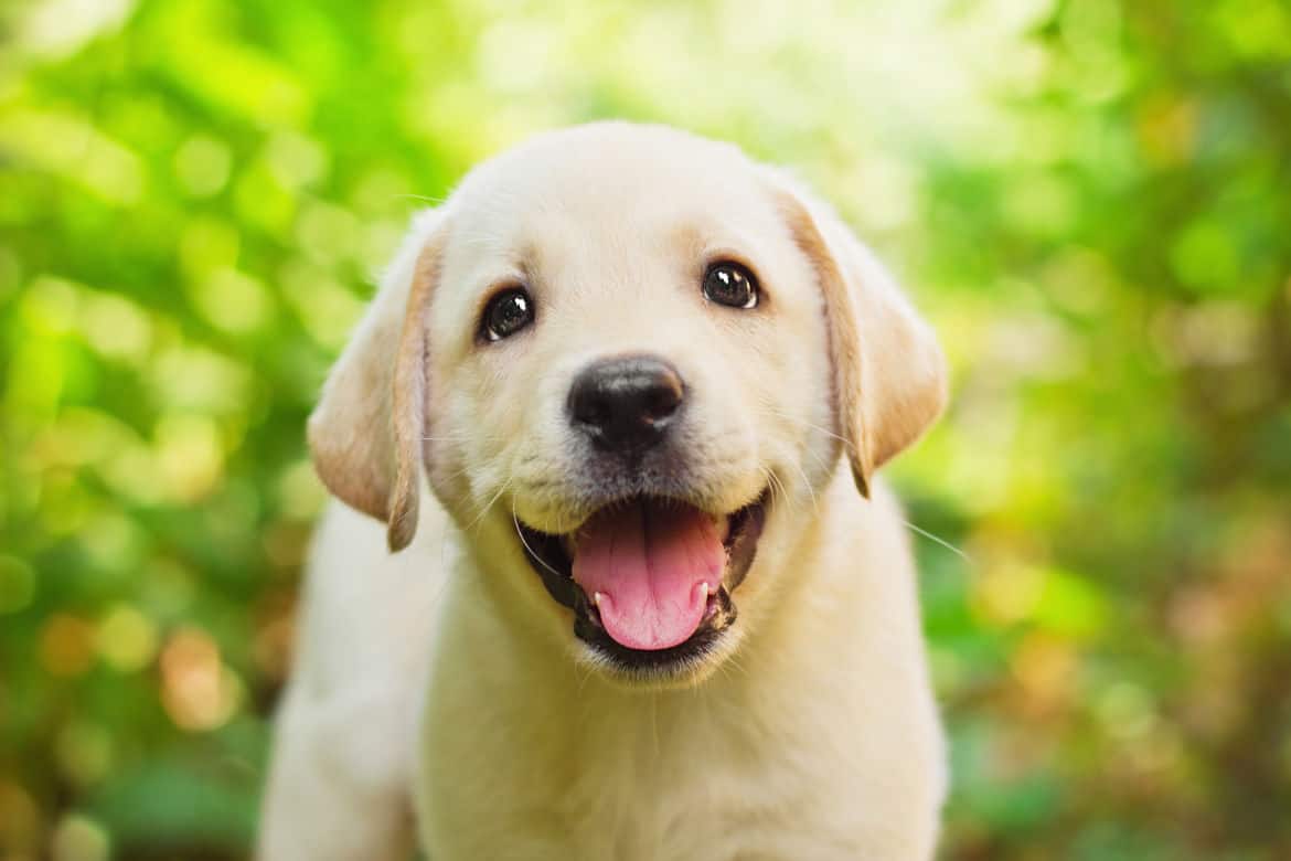 A smiley yellow labrador puppy face