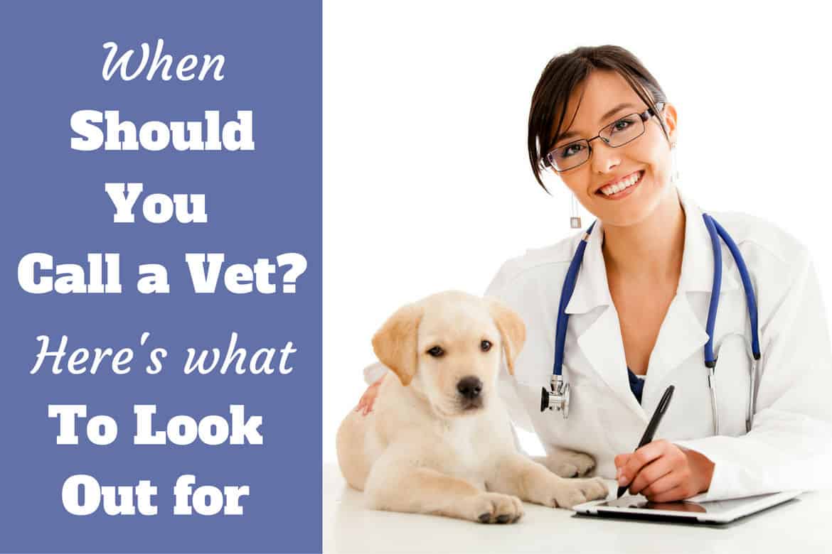 When to call the vet - a lady vet with a labrador smiling