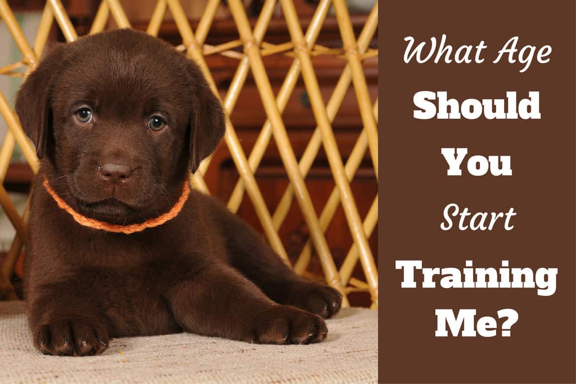 when to start training a puppy - a lab puppy looking into camera