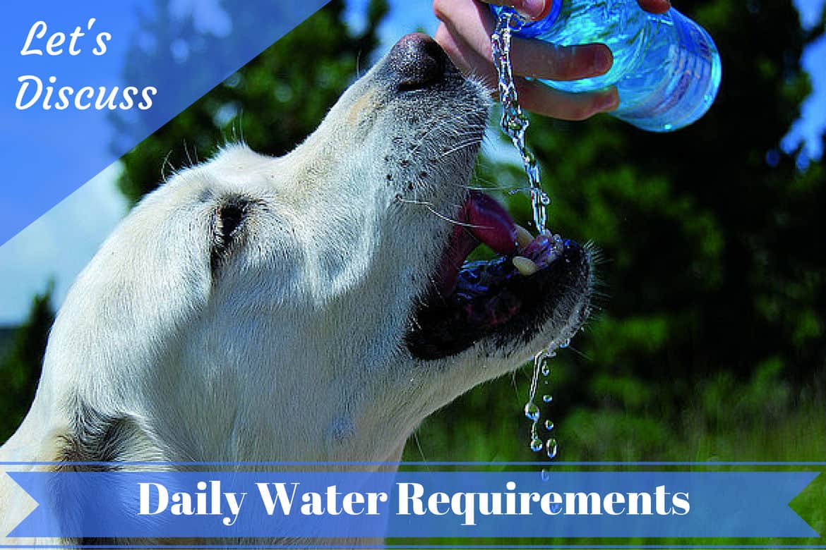 How much water should a Labrador drink each day