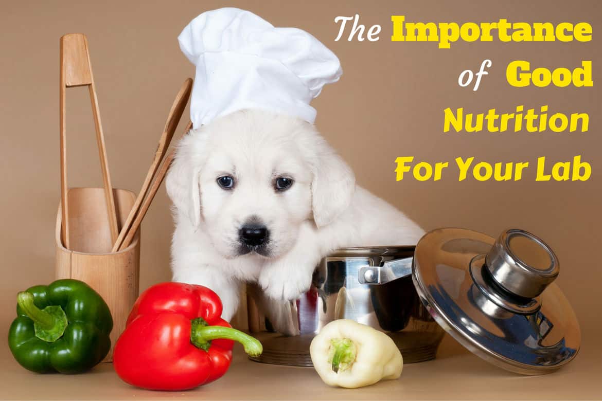 A yellow lab puppy in chefs hat surrounded by kitchen utensils and food