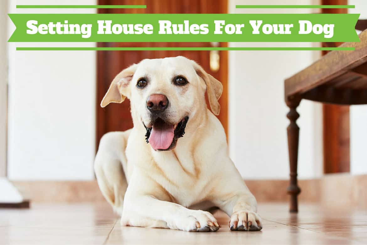 House Rules For Dogs - A Yellow Lab Lab laying on a hallway floor