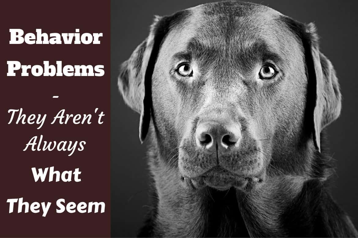 Labrador Behavior Problems - striking black and white image of a Labrador