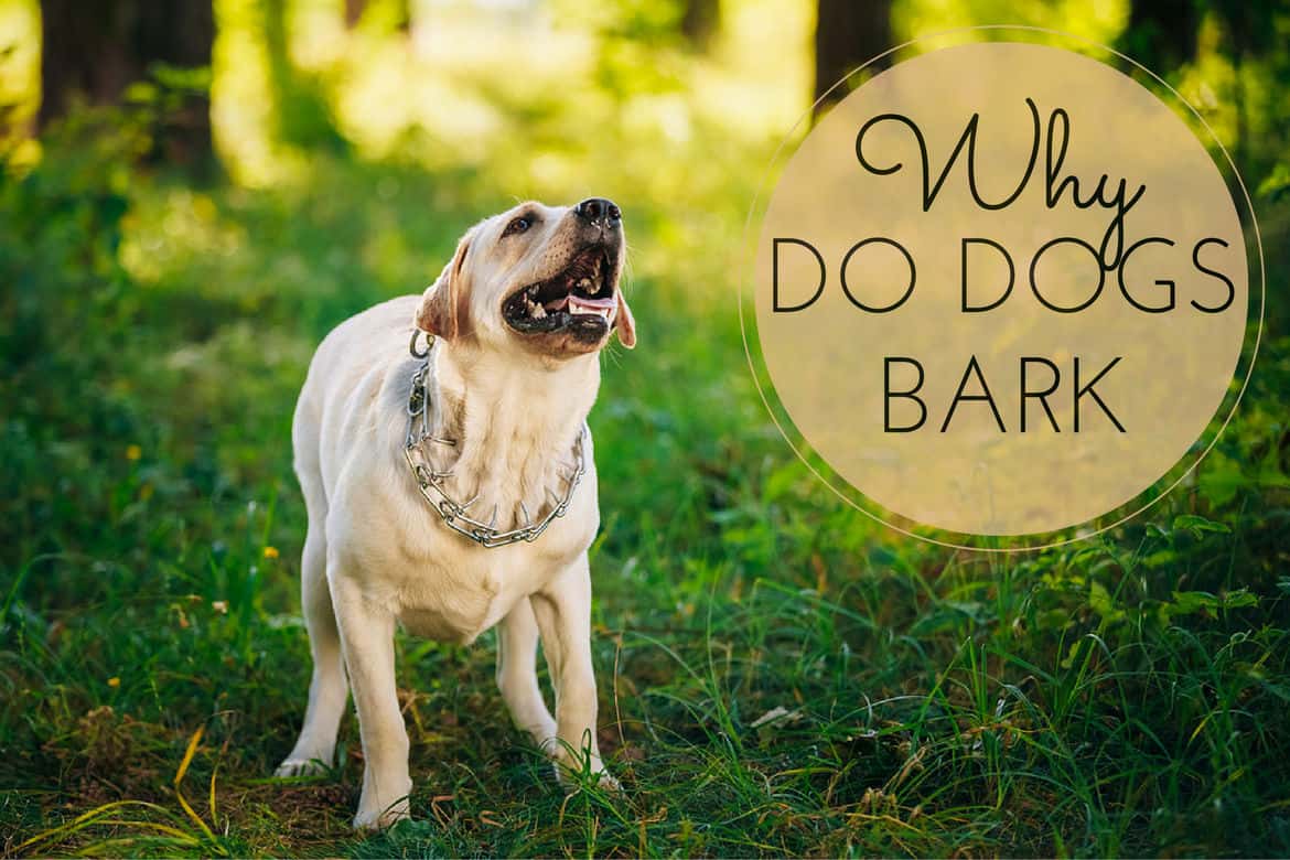 Why do dogs bark? A Yellow Labrador barking in the snow