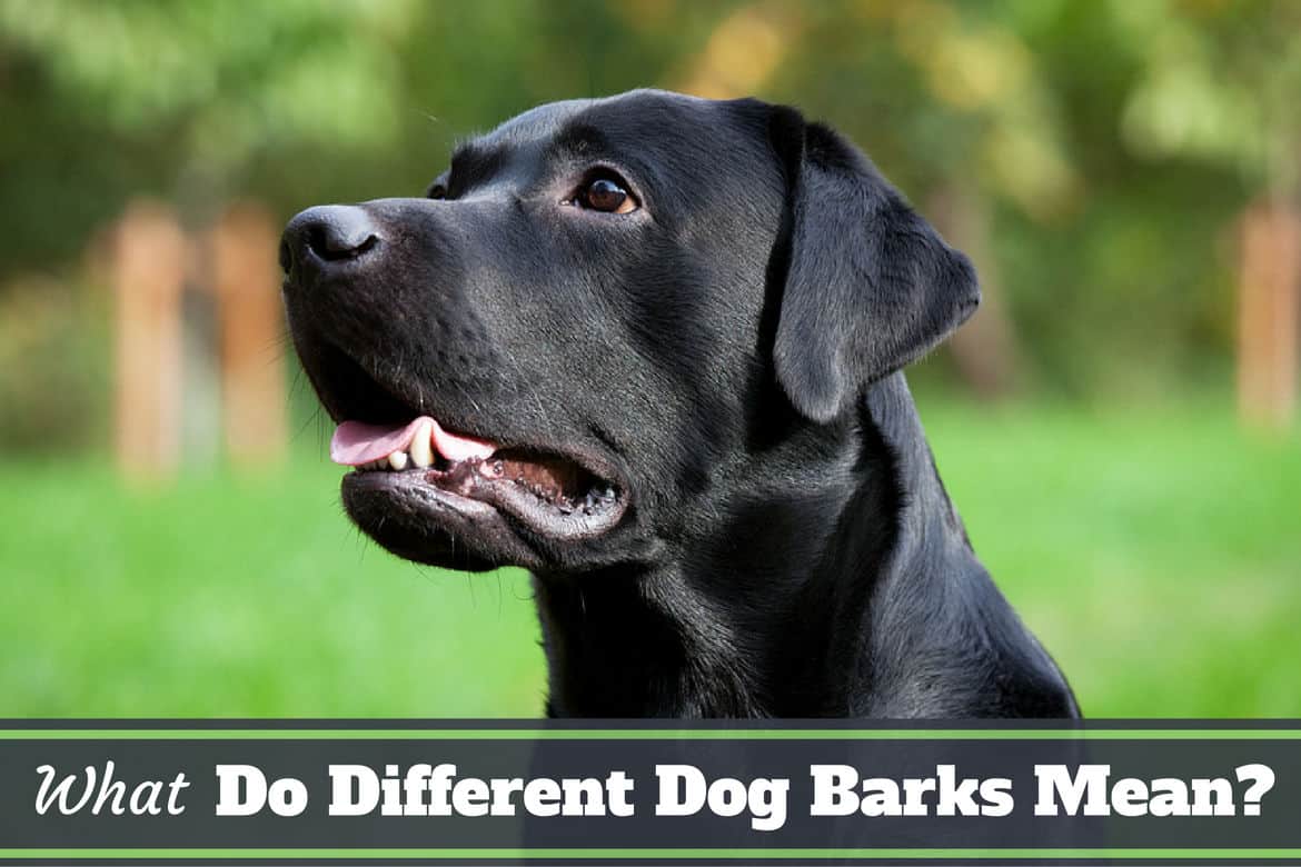 what do dogs barks mean - A black lab talking