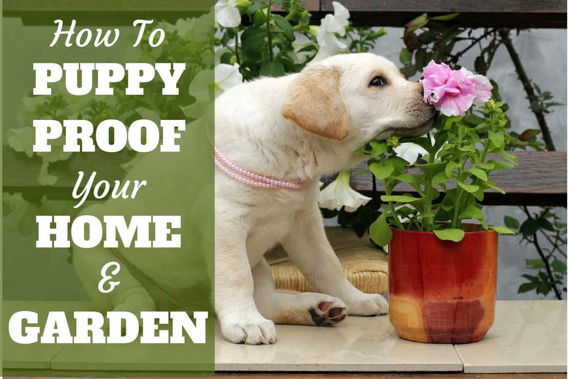 How to puppy proof your home and garden written next to a Yellow lab puppy sniffing a flower