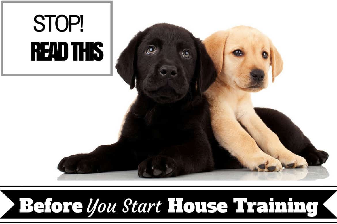 House training basics - Two lab puppys on white background