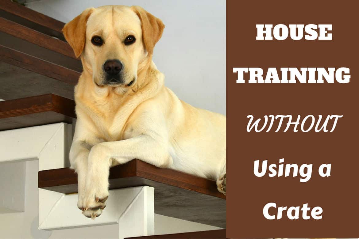 House training without a crate - A lab chilling on some stairs