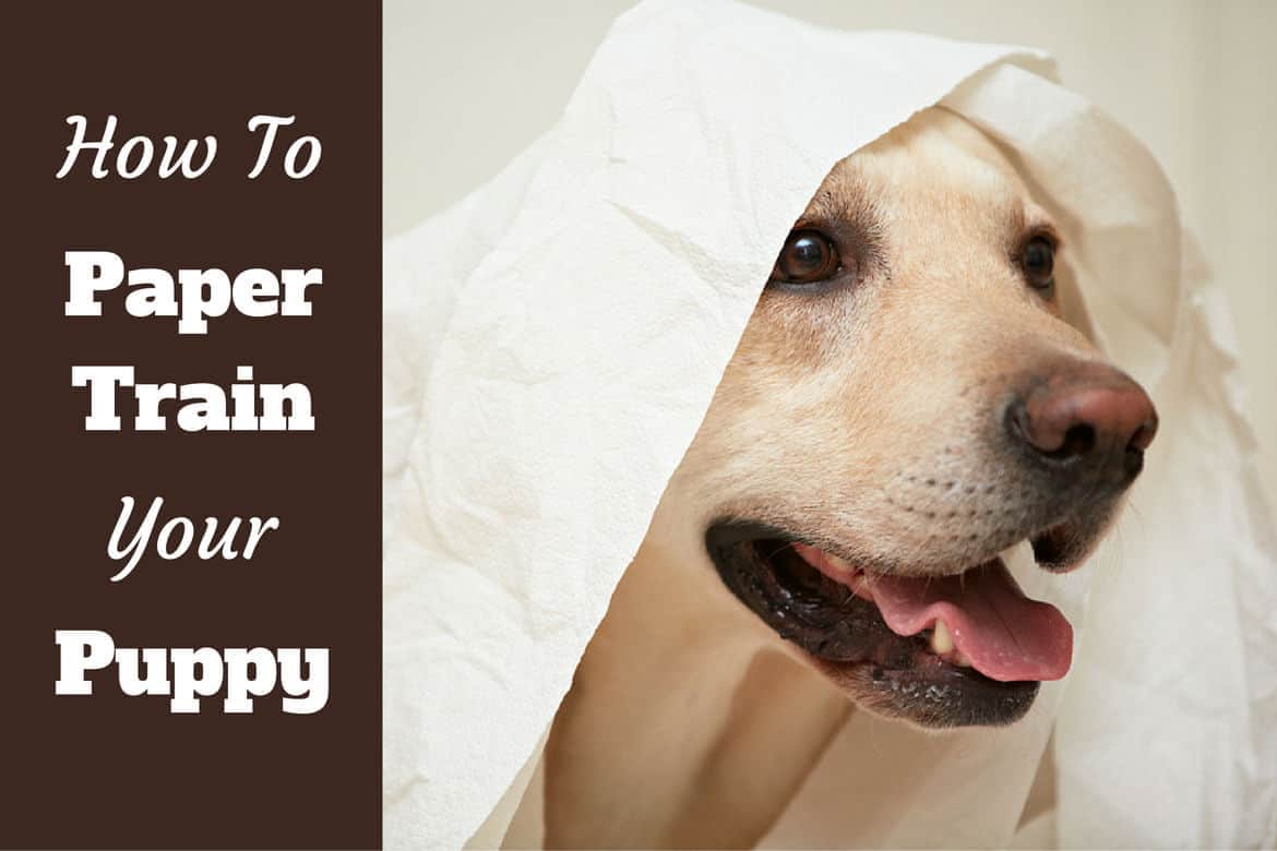 How to paper train a puppy - a Labrador playing with loo paper