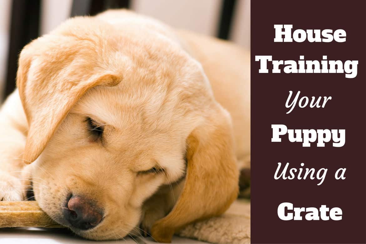 How to use a crate to house train a puppy: Close up of a lab puppy chewing on a dog biscuit