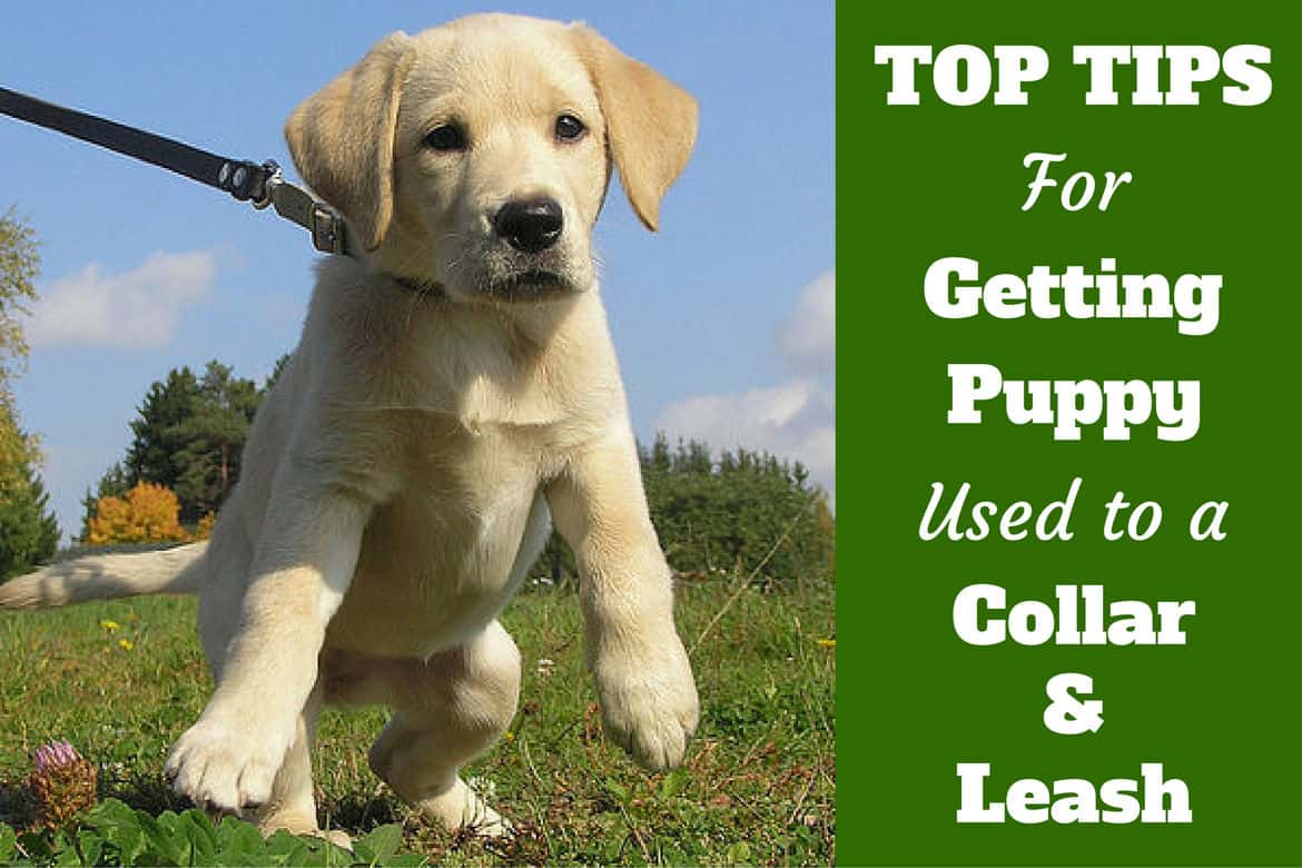 A Labrador puppy pulling hard on a leash