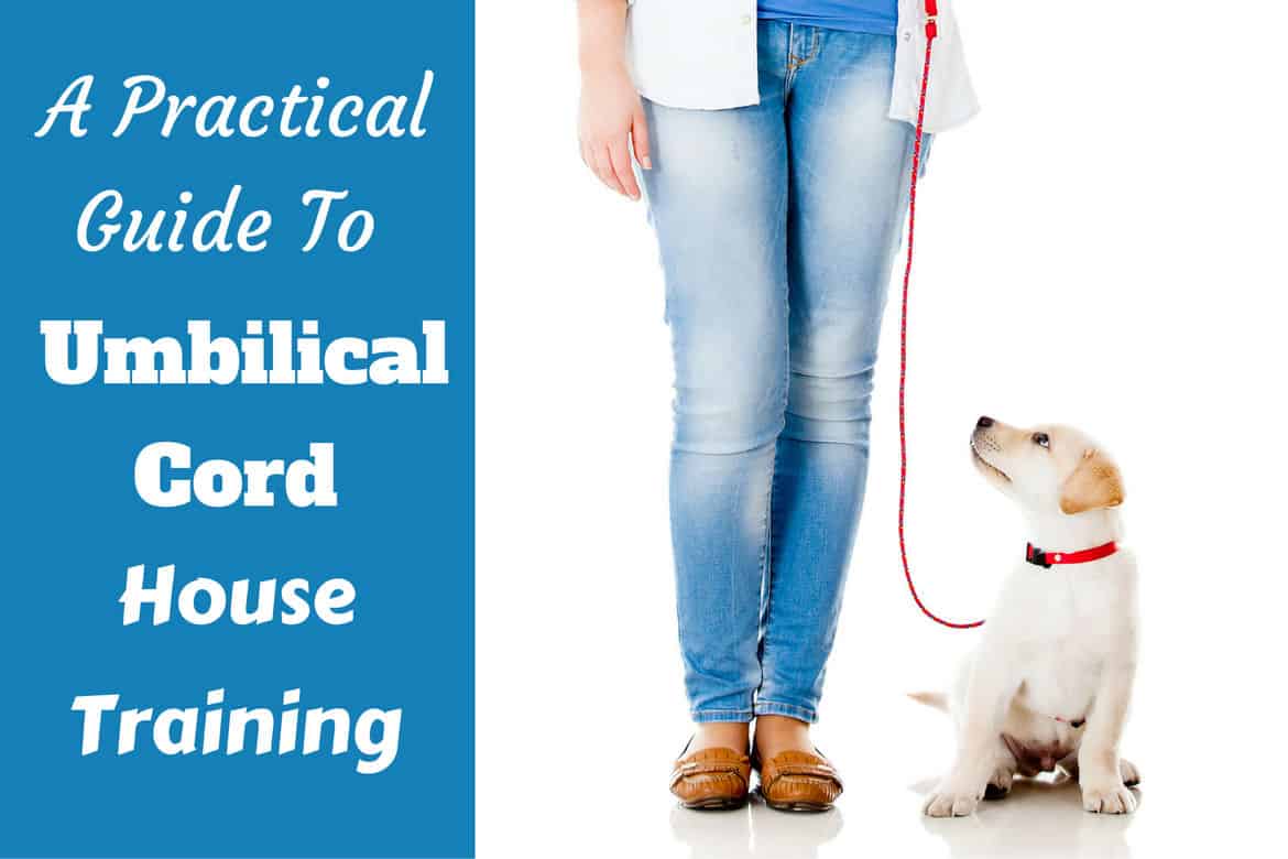 Umbilical cord house training - lab puppy on leash next to girl on white background