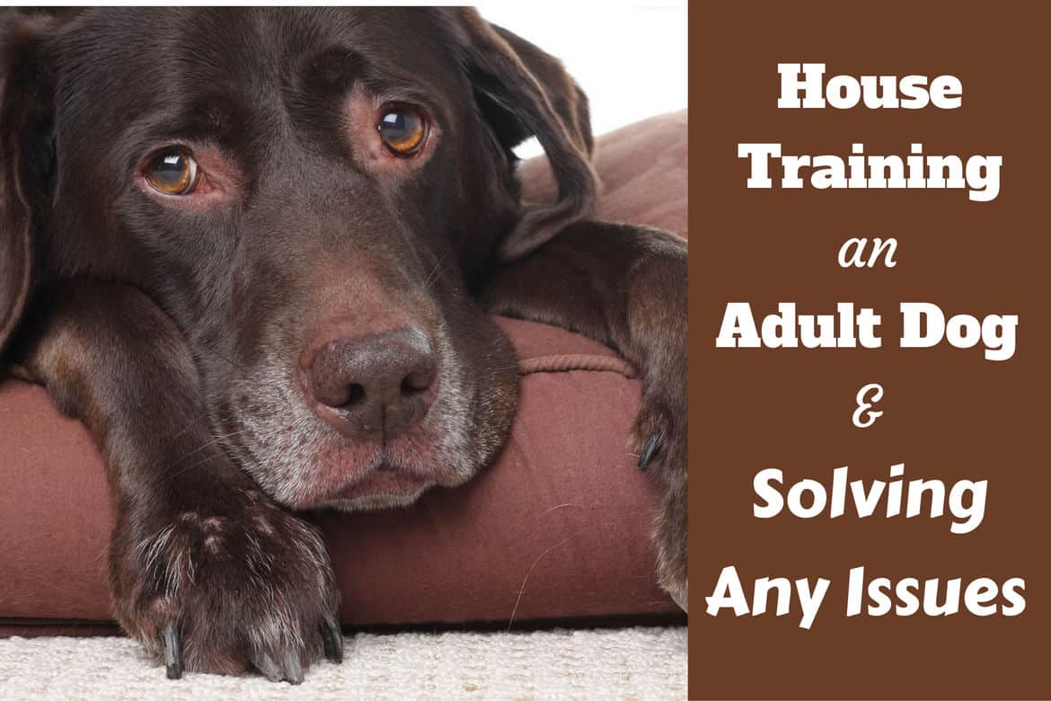 House training an adult dog: An elderly choc Lab lying on a bed