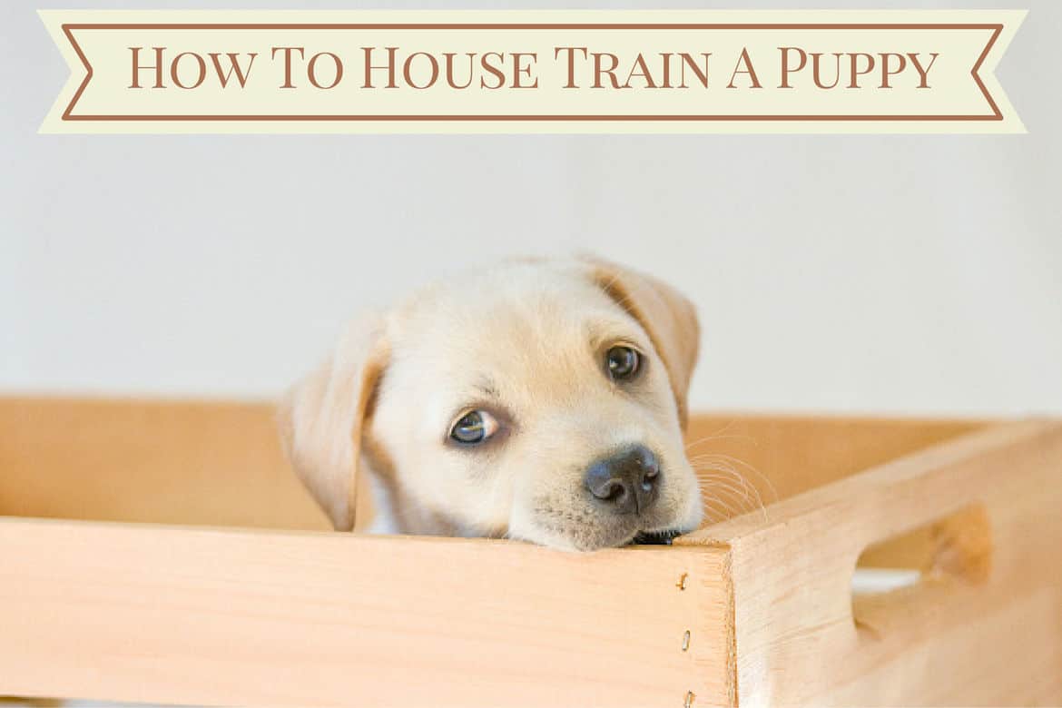 Labrador puppy in crate with how to house train a puppy in a banner above