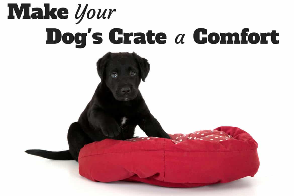 A black labrador puppy on a dog bed