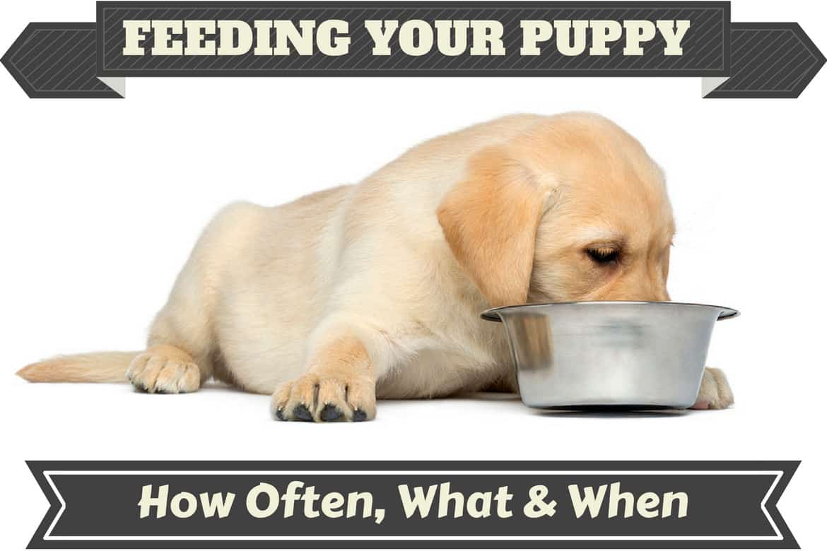 A Labrador puppy feeding from a metal bowl