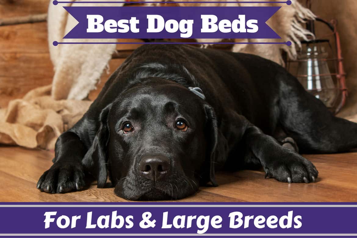 Best dog beds for labs and large breeds written around a lying black lab