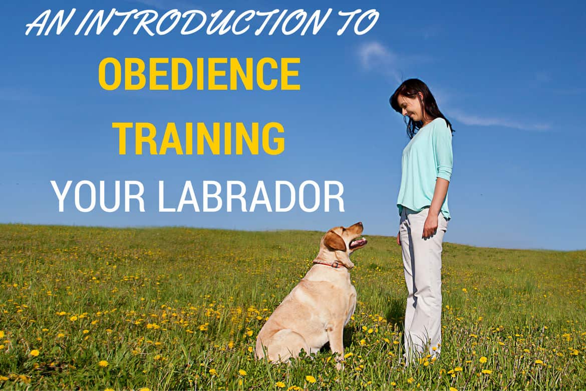 Obedience training your labrador written beside Lady in field training a yellow lab