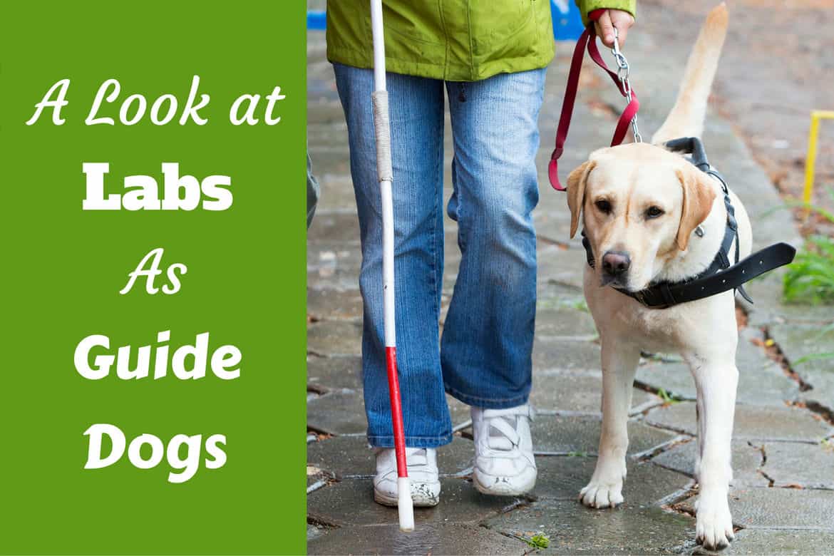 A Labrador guide dog leading her handler