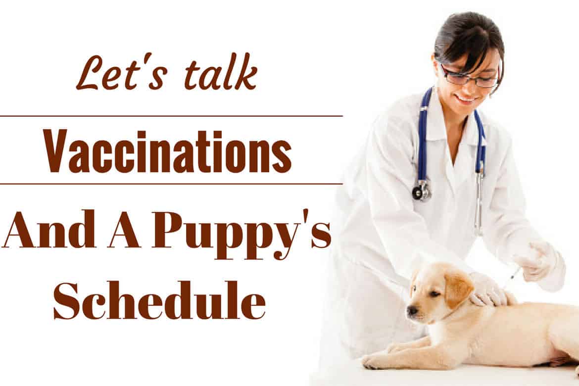 Vaccination schedule - A vet in white coat giving a lab puppy a shot