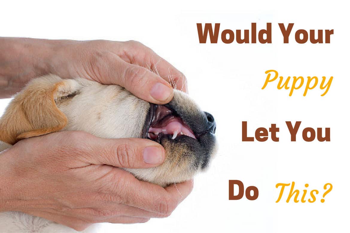 A labrador puppy being handled, somebody looking at their teeth