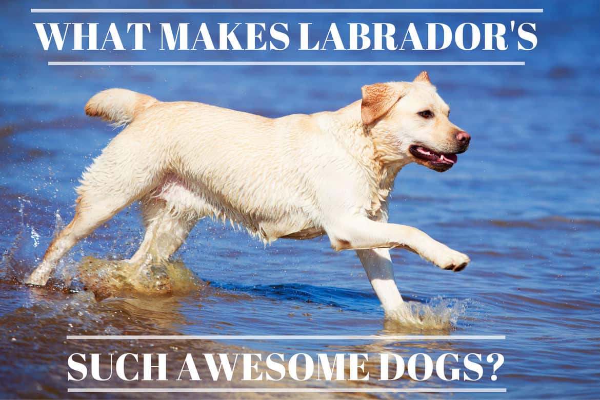 Yellow lab splashing through vibrant blue water